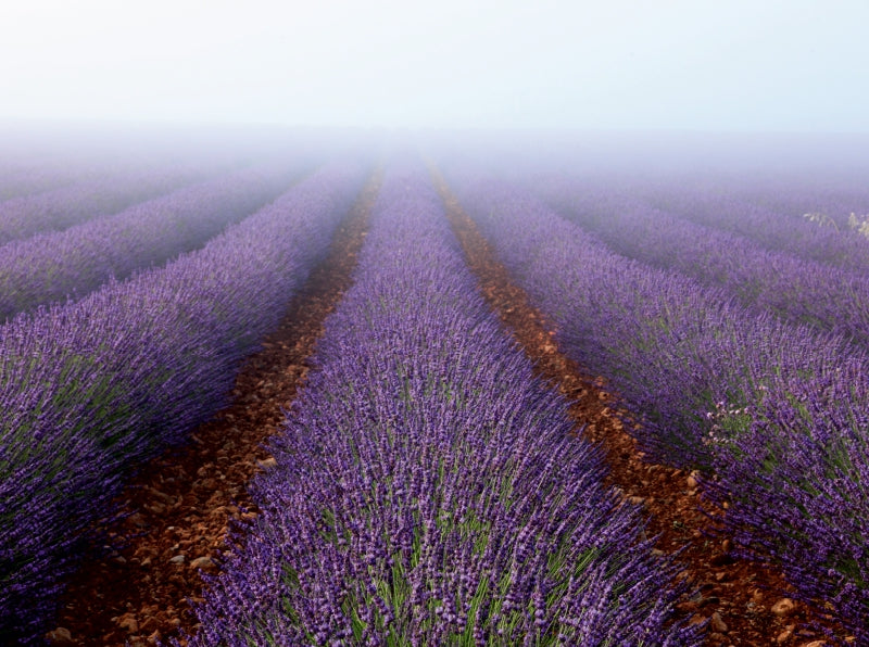 Lavendelfeld im Nebel - CALVENDO Foto-Puzzle - calvendoverlag 39.99