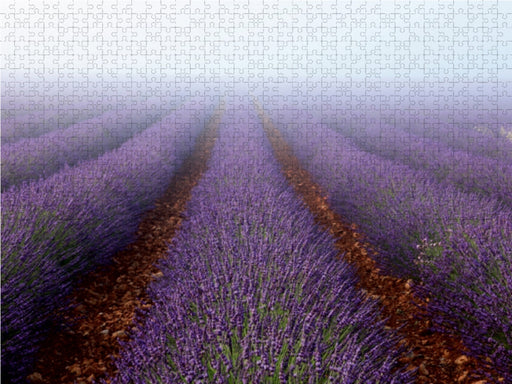 Lavendelfeld im Nebel - CALVENDO Foto-Puzzle - calvendoverlag 39.99