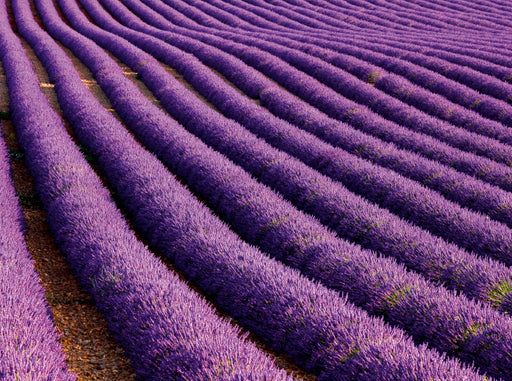 Lavendelfeld - CALVENDO Foto-Puzzle - calvendoverlag 39.99