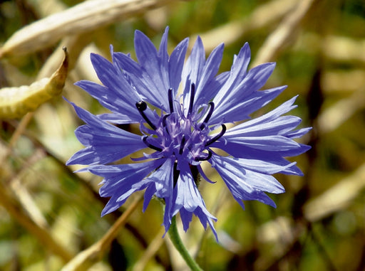Kornblumen - Blaue Schönheiten - CALVENDO Foto-Puzzle - calvendoverlag 29.99