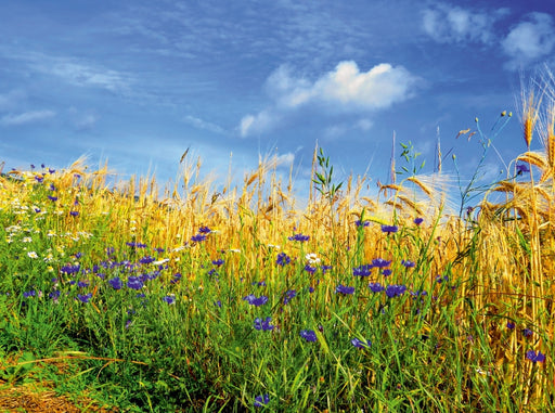 Kornblumen - Blaue Schönheiten - CALVENDO Foto-Puzzle - calvendoverlag 29.99