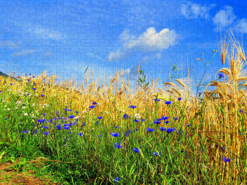 Cornflowers - Blue Beauties - CALVENDO photo puzzle 