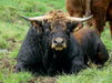 Land und Tiere. Kapitaler Bulle der französischen Rinderrasse Aubrac aus den Pyrenäen - CALVENDO Foto-Puzzle - calvendoverlag 39.99