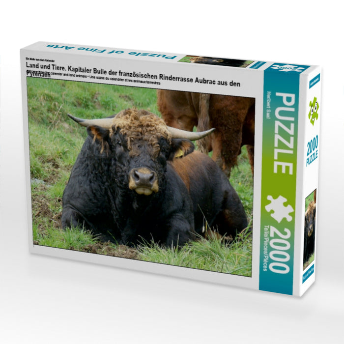 Land und Tiere. Kapitaler Bulle der französischen Rinderrasse Aubrac aus den Pyrenäen - CALVENDO Foto-Puzzle - calvendoverlag 39.99