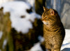 Wildkatze im Winter - CALVENDO Foto-Puzzle - calvendoverlag 39.99