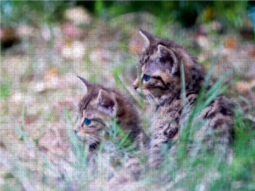 Junge Katzen im Gras - CALVENDO Foto-Puzzle - calvendoverlag 39.99