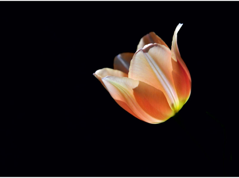 Tulpe aus der Serie Blütenlicht - CALVENDO Foto-Puzzle - calvendoverlag 39.99