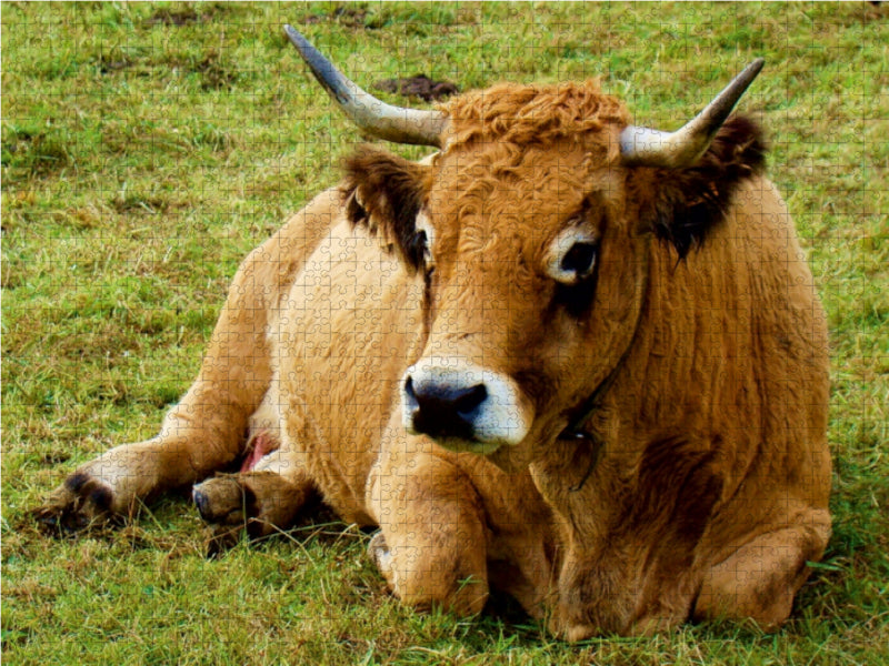Sie hört auf den Namen " Larissa "  . Zuchtkuh der französichen Rinderrasse Aubrac - CALVENDO Foto-Puzzle - calvendoverlag 39.99