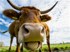 Kuh auf Wiese - CALVENDO Foto-Puzzle - calvendoverlag 39.99