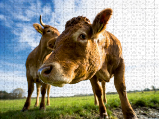 Neugierige Kuh steht auf der Wiese - CALVENDO Foto-Puzzle - calvendoverlag 39.99