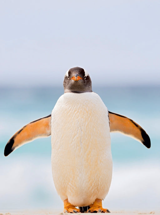 Hallo Pinguin - CALVENDO Foto-Puzzle - calvendoverlag 29.99