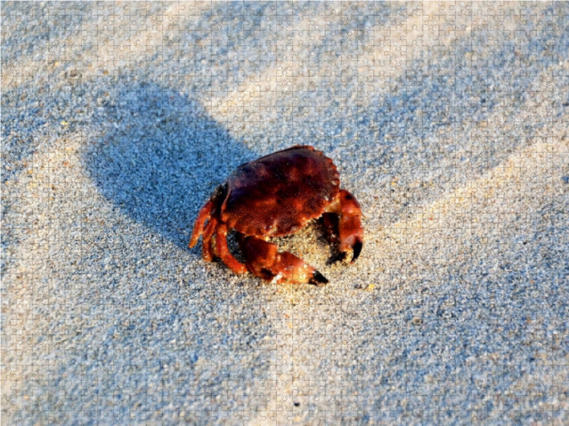 Nordsee-Krabbe - CALVENDO Foto-Puzzle - calvendoverlag 39.99