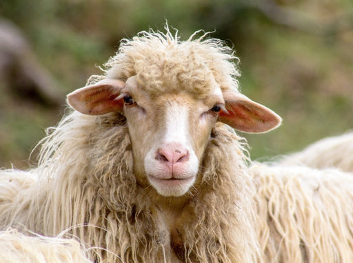 Portrait eines Schafs. Manciano, Toskana, Italien. - CALVENDO Foto-Puzzle - calvendoverlag 39.99