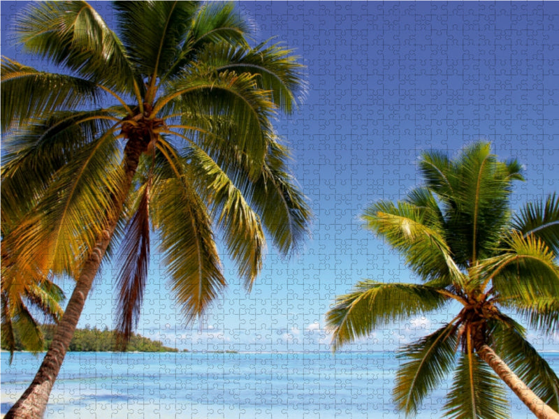 Kokospalmen mit Kokosnüssen - CALVENDO Foto-Puzzle - calvendoverlag 39.99