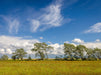 Baumallee bei Zingst in Mecklenburg-Vorpommern - CALVENDO Foto-Puzzle - calvendoverlag 39.99