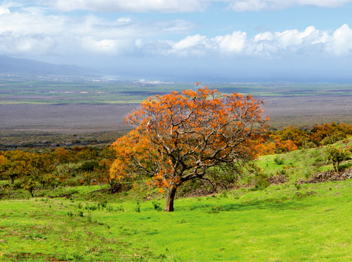 Maui Ebene - CALVENDO Foto-Puzzle - calvendoverlag 39.99