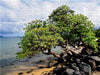 Oahu Beach - CALVENDO Foto-Puzzle - calvendoverlag 39.99