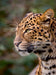 Leopard - CALVENDO Foto-Puzzle - calvendoverlag 39.99