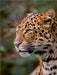 Leopard - CALVENDO Foto-Puzzle - calvendoverlag 39.99