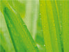Palmen im Regen - CALVENDO Foto-Puzzle - calvendoverlag 39.99