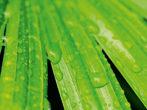 Regentropfen auf Palmenblättern - CALVENDO Foto-Puzzle - calvendoverlag 39.99