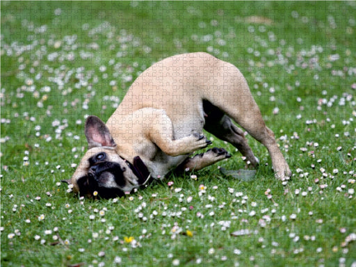 Französische Bulldoggen - Schutzengel auf 4 Pfoten - CALVENDO Foto-Puzzle - calvendoverlag 39.99