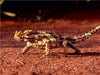Dornteufel im australischen Outback - CALVENDO Foto-Puzzle - calvendoverlag 29.99