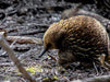 Kurzschnabeligel (Tachyglossus Aculeatus) - CALVENDO Foto-Puzzle - calvendoverlag 39.99