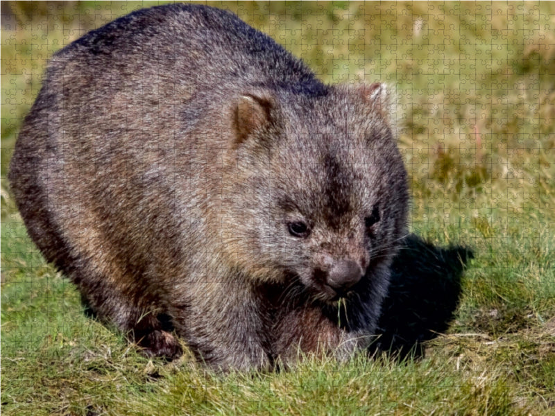 Nacktnasenwombat (Vombatus Ursinus) - CALVENDO Foto-Puzzle - calvendoverlag 29.99