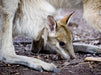 Wallaby im Nitmiluk National Park - CALVENDO Foto-Puzzle - calvendoverlag 39.99