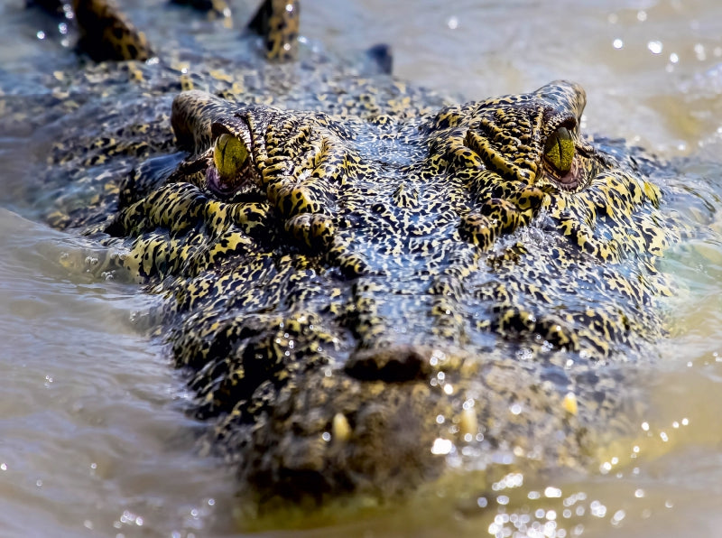 Leistenkrokodil im Adelaide River - CALVENDO Foto-Puzzle - calvendoverlag 39.99