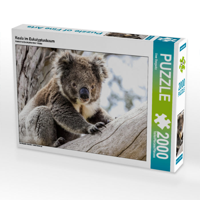 Koala  im Eukalyptusbaum - CALVENDO Foto-Puzzle - calvendoverlag 29.99