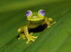 Glasfrosch - CALVENDO Foto-Puzzle - calvendoverlag 39.99