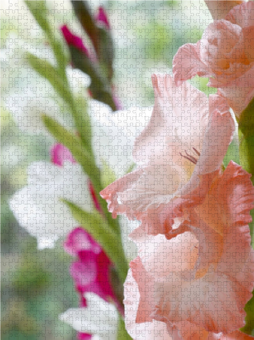 Leuchtende Gladiolen - CALVENDO Foto-Puzzle - calvendoverlag 29.99