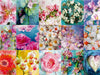Ein Bild aus dem Kalender Leidenschaftliche Blumen - CALVENDO Foto-Puzzle - calvendoverlag 29.99