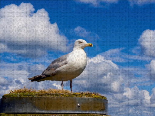 Silbermöwe - CALVENDO Foto-Puzzle - calvendoverlag 29.99