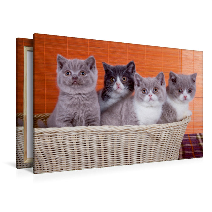 Premium Textil-Leinwand Premium Textil-Leinwand 120 cm x 80 cm quer Ein Motiv aus dem Kalender Katzenkinder Britisch Kurzhaar