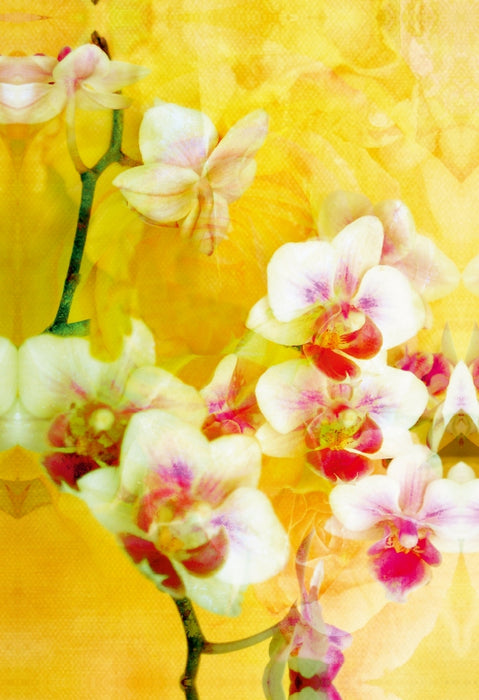 Premium Textil-Leinwand Premium Textil-Leinwand 50 cm x 75 cm hoch Sonnige Orchideen