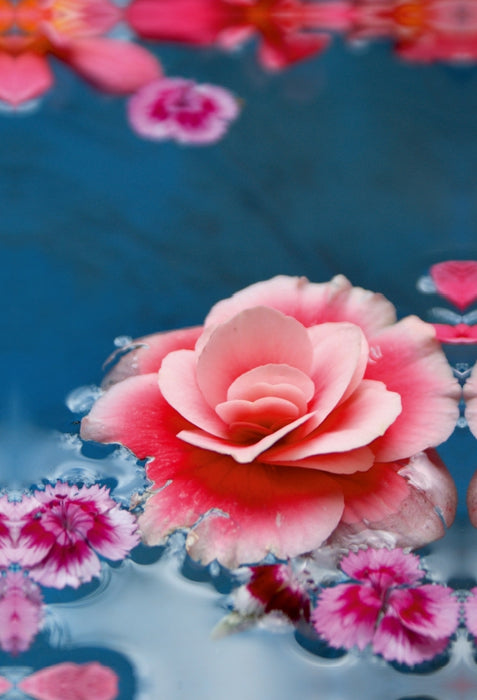 Premium Textil-Leinwand Premium Textil-Leinwand 60 cm x 90 cm hoch Wasserblüten Begonia