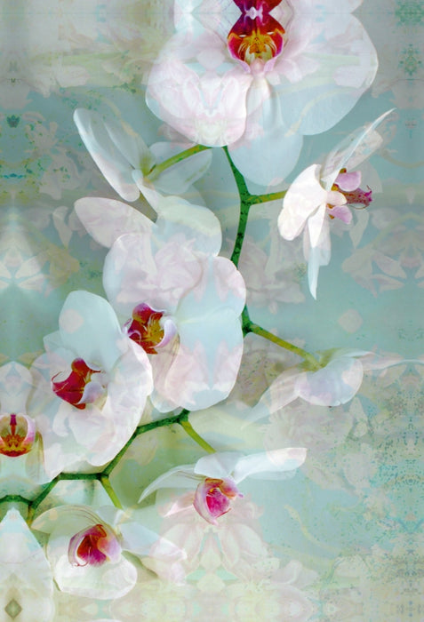 Premium Textil-Leinwand Premium Textil-Leinwand 60 cm x 90 cm hoch Weiß Blaue Orchidee