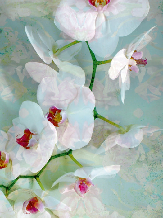 Weiß Blaue Orchidee - CALVENDO Foto-Puzzle - calvendoverlag 29.99