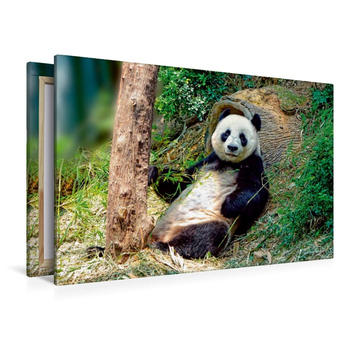 Toile textile premium Toile textile premium 120 cm x 80 cm paysage Panda mignon 