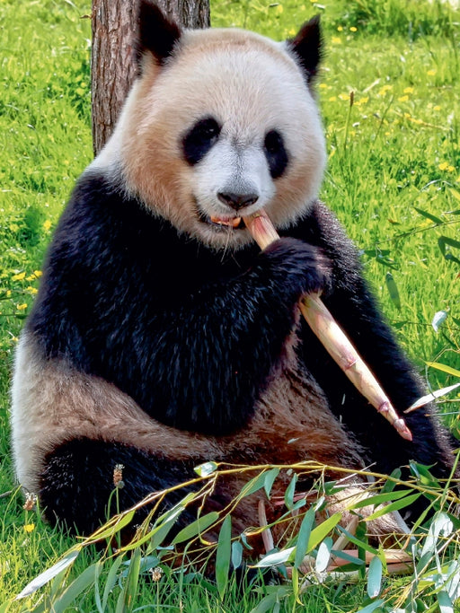 Panda - CALVENDO Foto-Puzzle - calvendoverlag 29.99