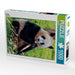 Panda - CALVENDO Foto-Puzzle - calvendoverlag 29.99