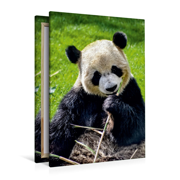 Premium Textil-Leinwand Premium Textil-Leinwand 80 cm x 120 cm  hoch Panda