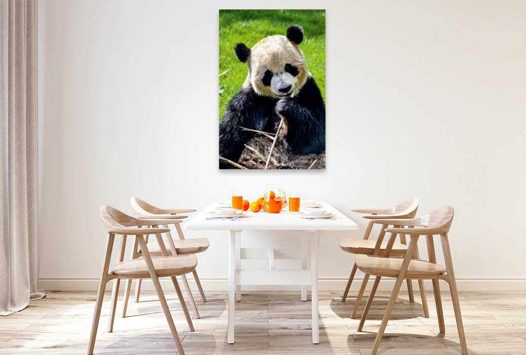 Premium Textil-Leinwand Premium Textil-Leinwand 80 cm x 120 cm  hoch Panda