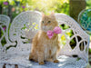 Kätzchen in der Frühlingssonne - CALVENDO Foto-Puzzle - calvendoverlag 29.99