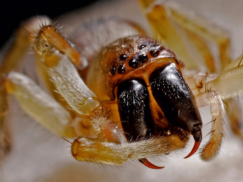 Beißwerkzeug einer Spinne - CALVENDO Foto-Puzzle - calvendoverlag 29.99