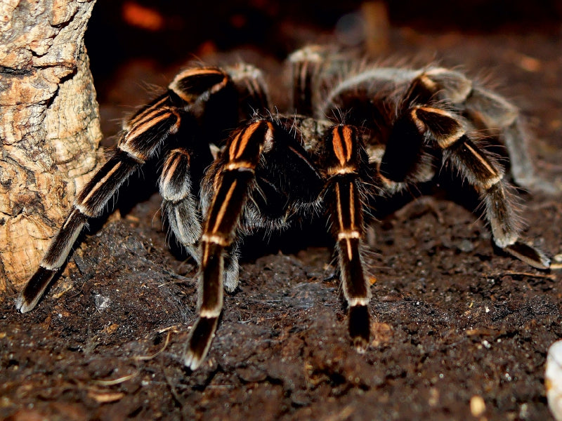 Rotfußvogelspinne - CALVENDO Foto-Puzzle - calvendoverlag 29.99