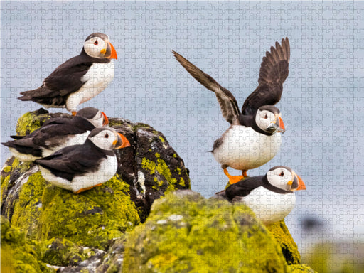 Gruppe Papageientaucher - Fratercula arctica - CALVENDO Foto-Puzzle - calvendoverlag 29.99